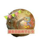 オニオンファミリー（個別スタンプ：8）