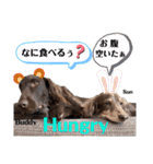 なべワンコ（個別スタンプ：29）