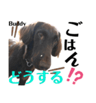 なべワンコ（個別スタンプ：30）