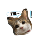momo cyan（個別スタンプ：11）