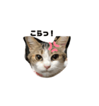 momo cyan（個別スタンプ：14）