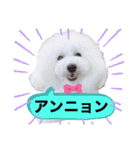 トイプードル・シェイク（個別スタンプ：2）