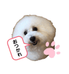 トイプードル・シェイク（個別スタンプ：4）