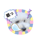 トイプードル・シェイク（個別スタンプ：5）
