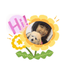 トイプードル・シェイク（個別スタンプ：7）
