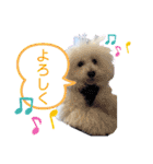 トイプードル・シェイク（個別スタンプ：12）