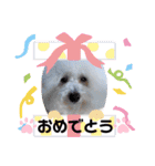 トイプードル・シェイク（個別スタンプ：19）