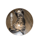 もふもふZOO（個別スタンプ：10）