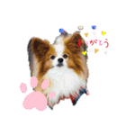 ぱぴぱぴパピヨン7（個別スタンプ：3）