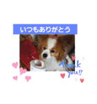 ぱぴぱぴパピヨン7（個別スタンプ：4）
