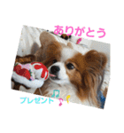 ぱぴぱぴパピヨン7（個別スタンプ：5）