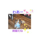 ぱぴぱぴパピヨン7（個別スタンプ：9）