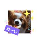 ぱぴぱぴパピヨン7（個別スタンプ：12）