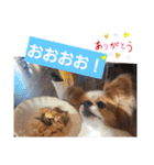 ぱぴぱぴパピヨン7（個別スタンプ：14）