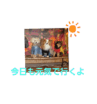 ぱぴぱぴパピヨン7（個別スタンプ：15）