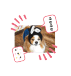ぱぴぱぴパピヨン7（個別スタンプ：17）