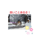 ぱぴぱぴパピヨン7（個別スタンプ：19）