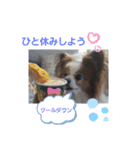 ぱぴぱぴパピヨン7（個別スタンプ：24）