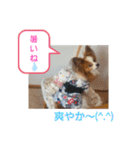 ぱぴぱぴパピヨン7（個別スタンプ：28）