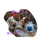 ぱぴぱぴパピヨン7（個別スタンプ：32）