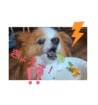 ぱぴぱぴパピヨン7（個別スタンプ：33）