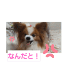 ぱぴぱぴパピヨン7（個別スタンプ：34）