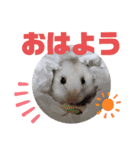 メルメリーハムズスタンプ1（個別スタンプ：2）