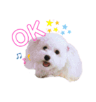 メルメリーハムズスタンプ1（個別スタンプ：5）