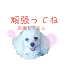 メルメリーハムズスタンプ1（個別スタンプ：13）