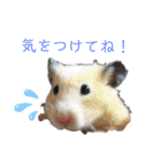 メルメリーハムズスタンプ1（個別スタンプ：14）