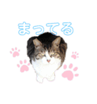 メルメリーハムズスタンプ1（個別スタンプ：16）