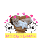 日常会話スタンプニャン（個別スタンプ：6）