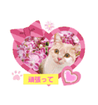 日常会話スタンプニャン（個別スタンプ：7）