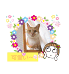 日常会話スタンプニャン（個別スタンプ：11）