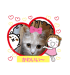日常会話スタンプニャン（個別スタンプ：13）