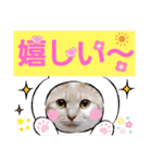 日常会話スタンプニャン（個別スタンプ：16）