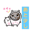 日常会話スタンプニャン（個別スタンプ：17）