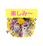 日常会話スタンプニャン（個別スタンプ：20）