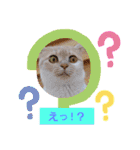 日常会話スタンプニャン（個別スタンプ：21）
