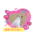 日常会話スタンプニャン（個別スタンプ：24）
