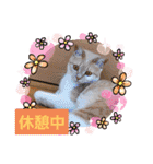 日常会話スタンプニャン（個別スタンプ：25）