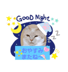 日常会話スタンプニャン（個別スタンプ：40）