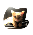 I have a tiny tail.（個別スタンプ：5）