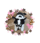 毎日ワンコ②（個別スタンプ：2）