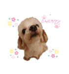 毎日ワンコ②（個別スタンプ：3）
