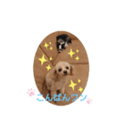 毎日ワンコ②（個別スタンプ：5）