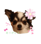 毎日ワンコ②（個別スタンプ：6）