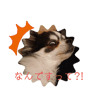 毎日ワンコ②（個別スタンプ：13）