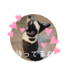 毎日ワンコ②（個別スタンプ：23）