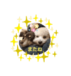 毎日ワンコ②（個別スタンプ：24）